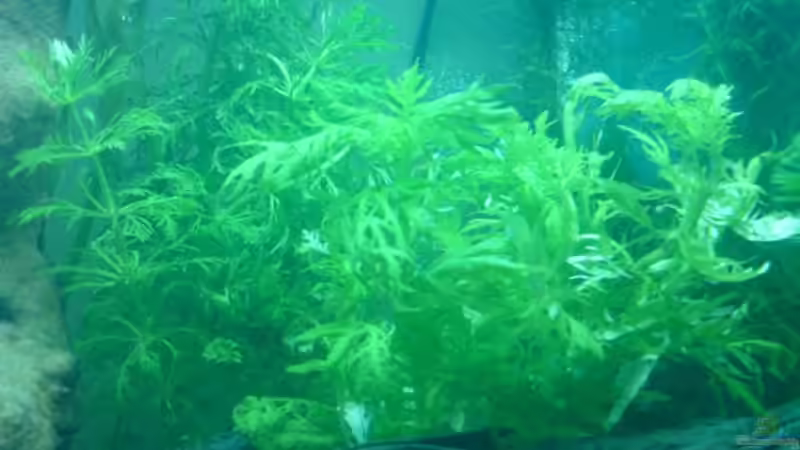Pflanzen im Aquarium Becken 5602 von Melanie Stege (4)