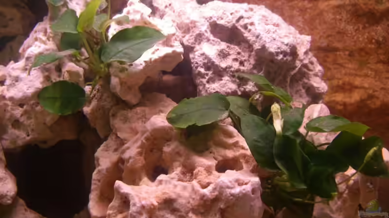 Pflanzen im Aquarium Becken 5614 von Martin Hector (3)