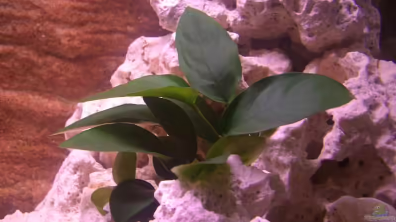 Pflanzen im Aquarium Becken 5614 von Martin Hector (4)