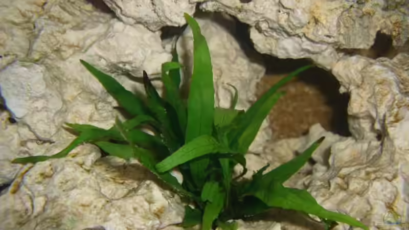 Pflanzen im Aquarium Becken 5614 von Martin Hector (5)