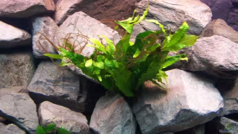 Pflanzen im Aquarium Becken 5620 von Stephan Germann (4)