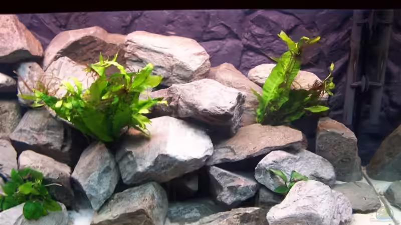 Pflanzen im Aquarium Becken 5620 von Stephan Germann (5)