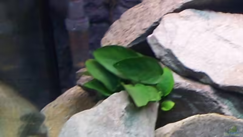 Pflanzen im Aquarium Becken 5620 von Stephan Germann (6)