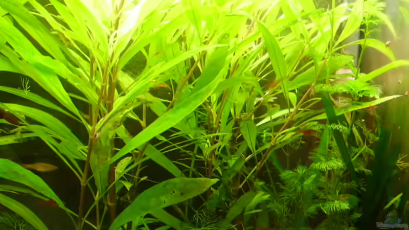 Pflanzen im Aquarium Becken 5631 von Lehmann Ronald (10)