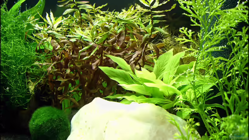 Pflanzen im Aquarium Becken 5639 von Oliver Steinmetz (4)