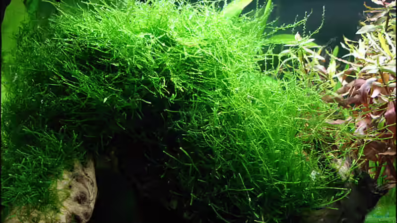 Pflanzen im Aquarium Becken 5639 von Oliver Steinmetz (5)