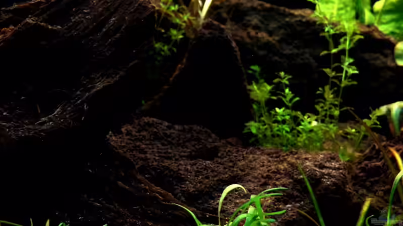 Pflanzen im Aquarium Becken 5689 von Tobi-G (3)