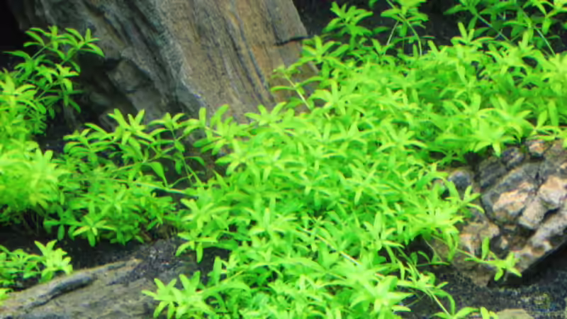 Pflanzen im Aquarium Becken 5723 von Gerd Zimmermann (6)