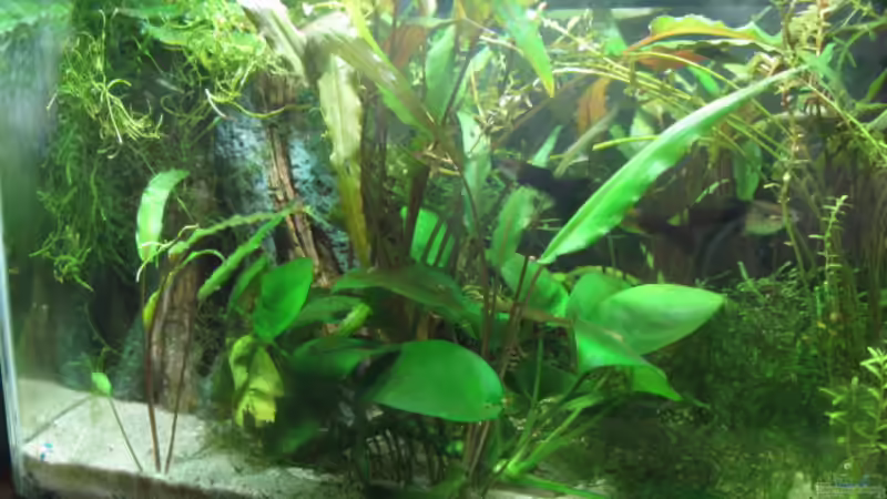Pflanzen im Aquarium Becken 5742 von Kocki (8)