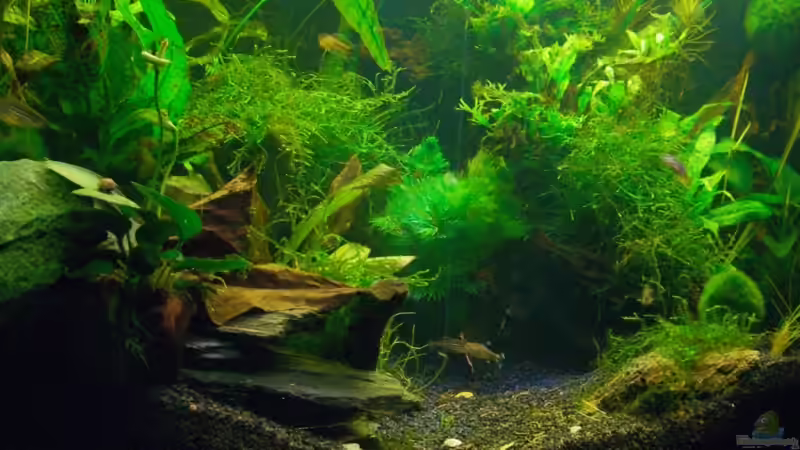 Pflanzen im Aquarium Becken 5755 von Viktoria Plum (5)