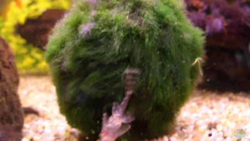 Pflanzen im Aquarium Becken 5768 von Peter Brendel (5)