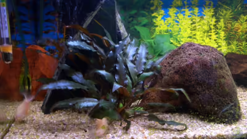 Pflanzen im Aquarium Becken 5768 von Peter Brendel (6)