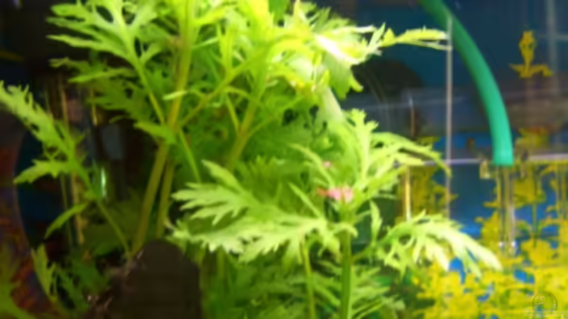 Pflanzen im Aquarium Becken 5768 von Peter Brendel (7)