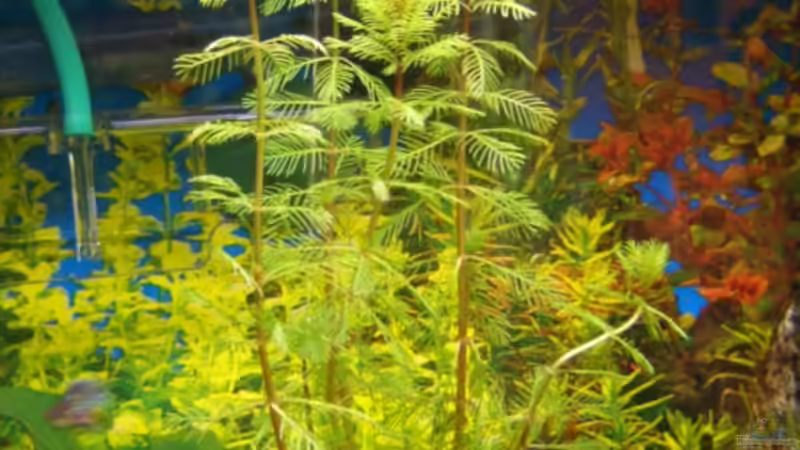 Pflanzen im Aquarium Becken 5768 von Peter Brendel (8)