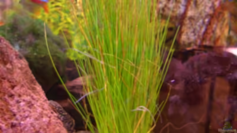 Pflanzen im Aquarium Becken 5768 von Peter Brendel (9)