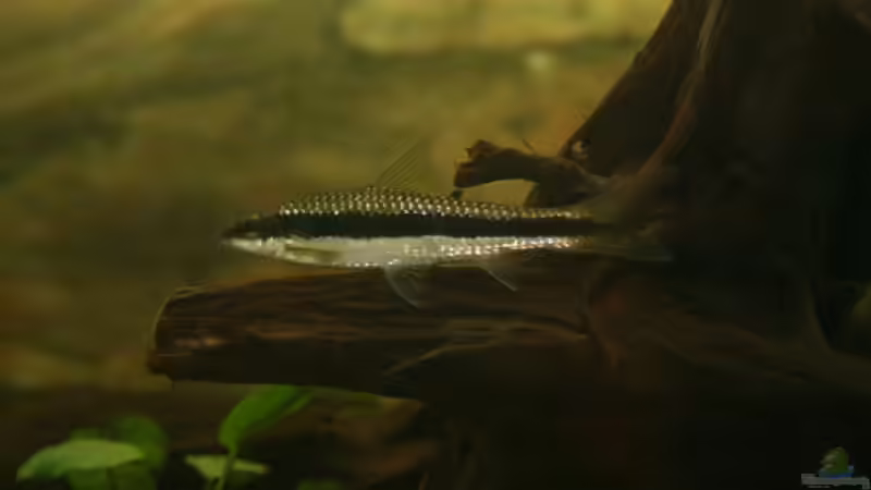 Pflanzen im Aquarium Becken 5816 von Michael Schilling (13)