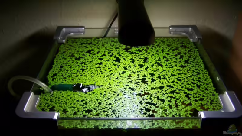 Pflanzen im Aquarium Becken 5818 von Stefan Arenth (8)