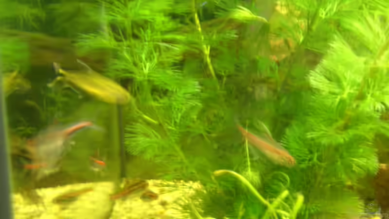 Pflanzen im Aquarium Becken 5832 von Fritz Herbel (4)