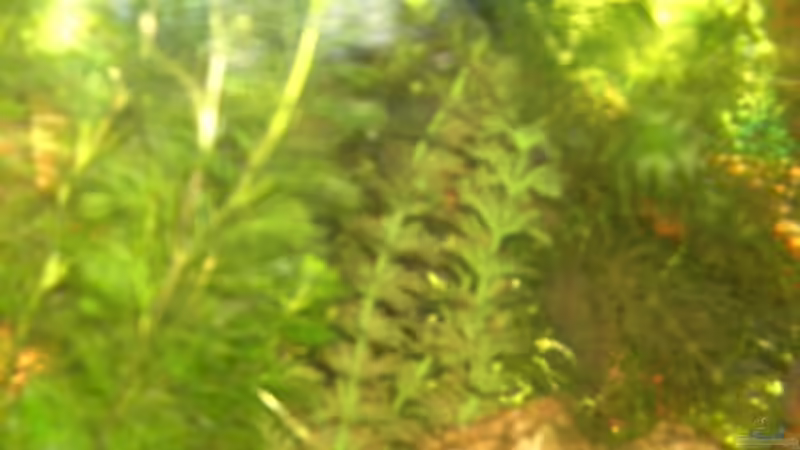 Pflanzen im Aquarium Becken 5832 von Fritz Herbel (7)