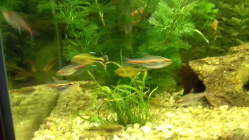 Pflanzen im Aquarium Becken 5832 von Fritz Herbel (8)