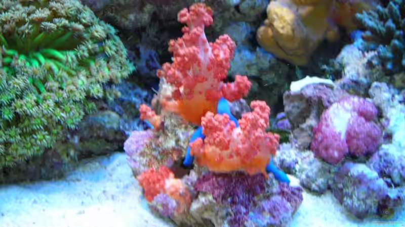 Pflanzen im Aquarium Becken 5845 von Andre Lovsky (3)