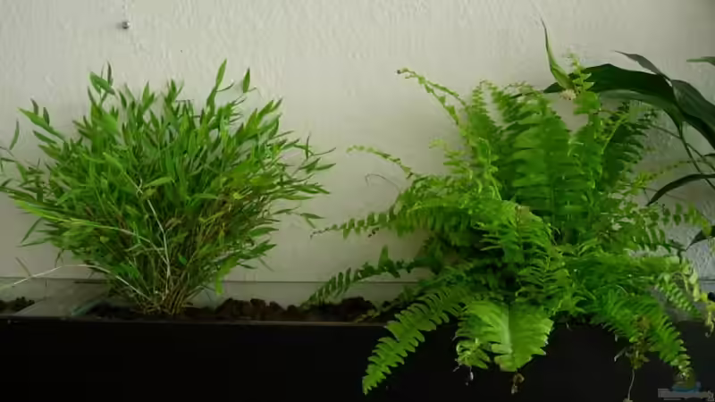 Pflanzen im Aquarium Becken 585 von Daniel Riedel (9)