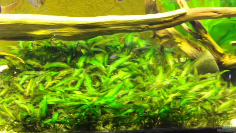 Pflanzen im Aquarium Becken 5883 von Peggy Findeisen (3)