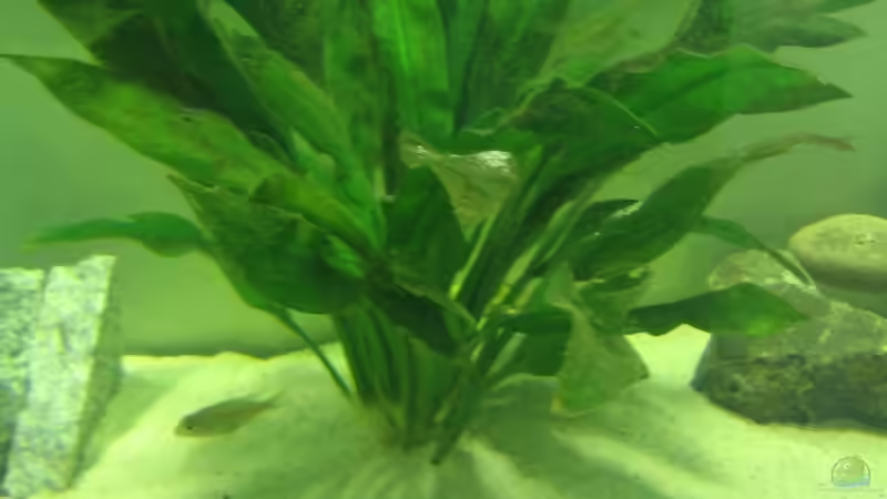 Pflanzen im Aquarium Becken 5903 von Maurice Overheu & Dennis Klusmann (11)