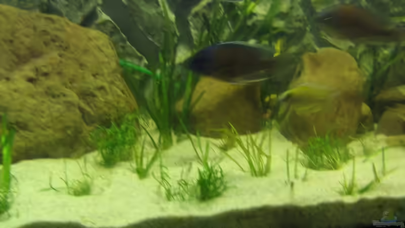 Pflanzen im Aquarium Becken 5903 von Maurice Overheu & Dennis Klusmann (12)