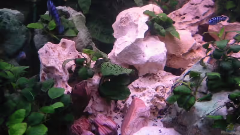 Pflanzen im Aquarium Becken 5905 von Mario Strutz (3)