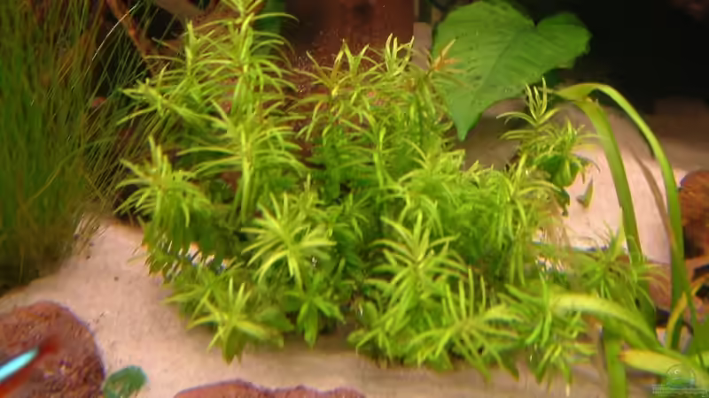 Pflanzen im Aquarium Becken 5906 von Oliver Schürmann (8)