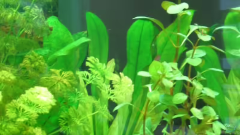 Pflanzen im Aquarium Becken 5912 von Franziska Weinfurtner (3)