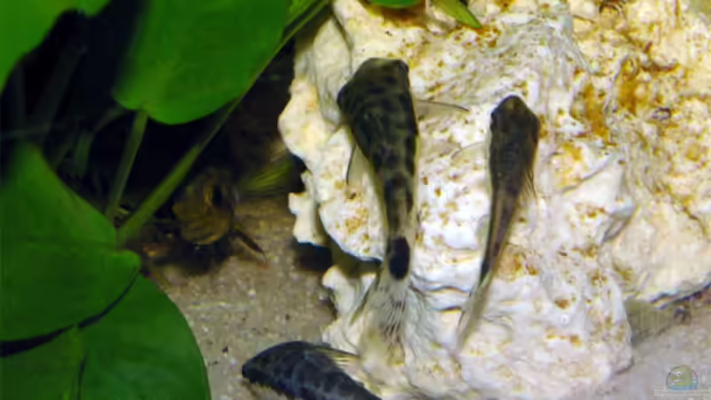 Pflanzen im Aquarium Becken 5914 von Robert Dettmering (2)