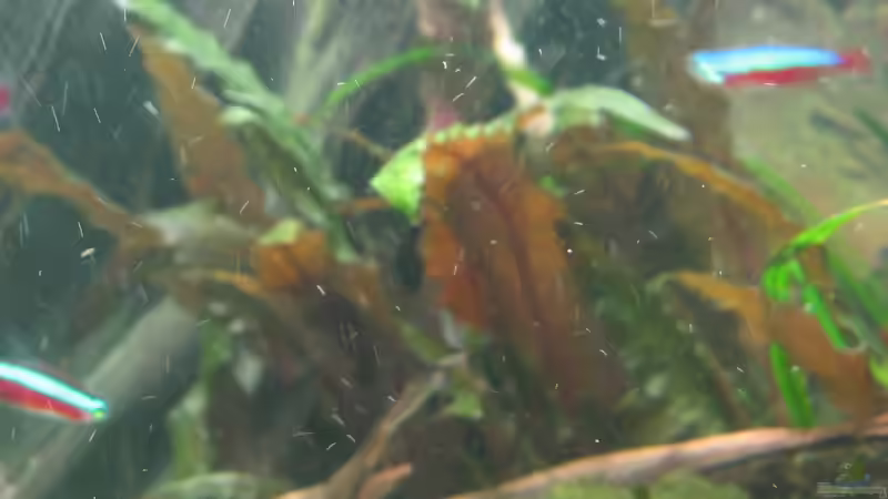 Pflanzen im Aquarium Becken 5931 von Thorsten Makoschey (10)