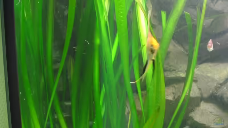 Pflanzen im Aquarium Becken 5931 von Thorsten Makoschey (3)