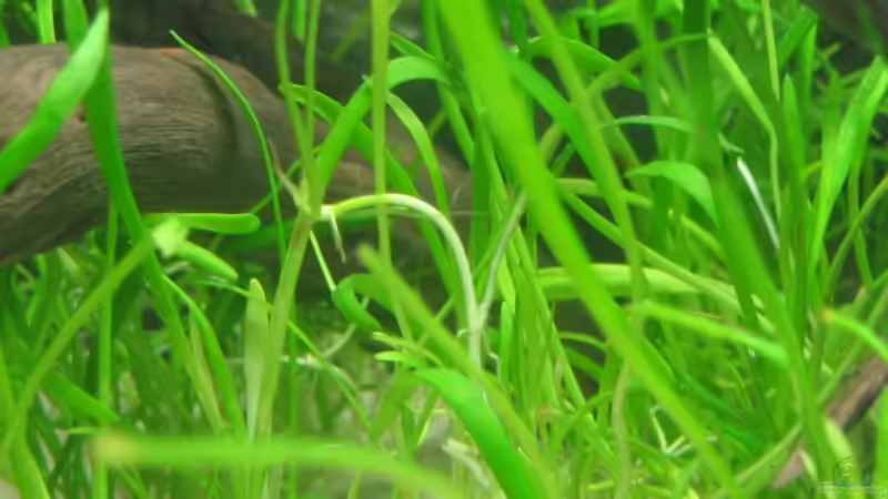 Pflanzen im Aquarium Becken 5931 von Thorsten Makoschey (5)