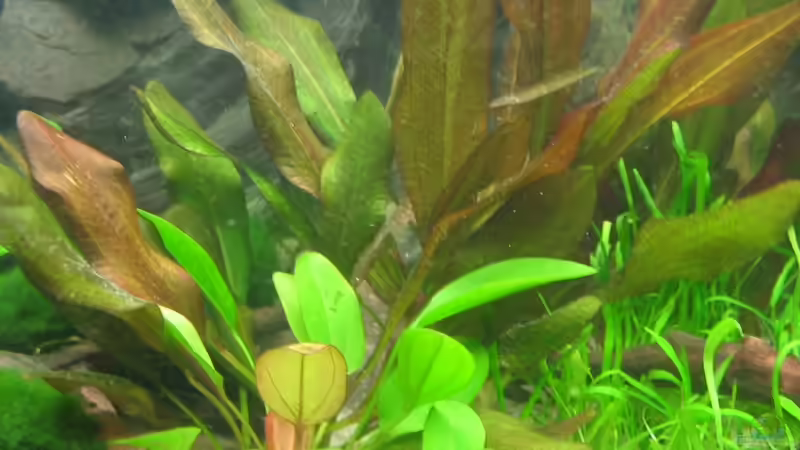 Pflanzen im Aquarium Becken 5931 von Thorsten Makoschey (6)