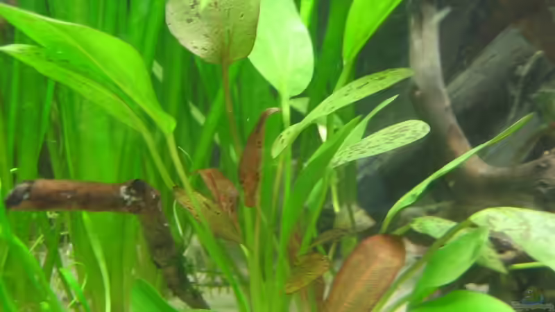 Pflanzen im Aquarium Becken 5931 von Thorsten Makoschey (7)