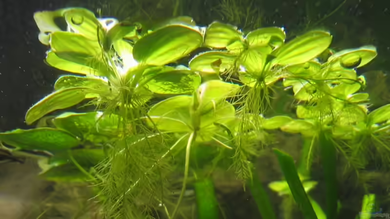 Pflanzen im Aquarium Becken 5931 von Thorsten Makoschey (9)