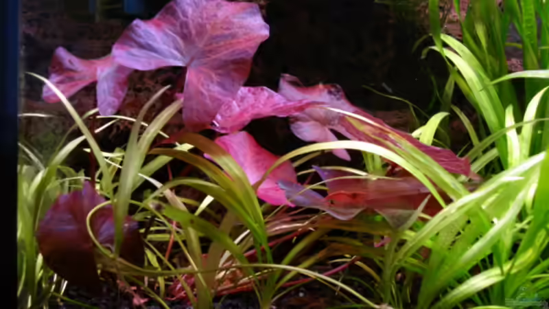 Pflanzen im Aquarium Becken 5971 von Sabrina Schäfer (3)