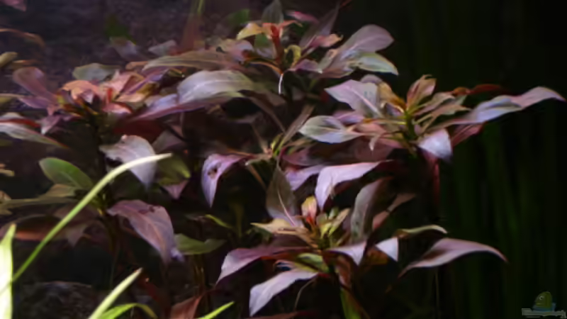 Pflanzen im Aquarium Becken 5971 von Sabrina Schäfer (4)