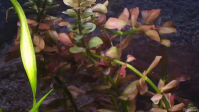 Pflanzen im Aquarium Becken 5971 von Sabrina Schäfer (5)