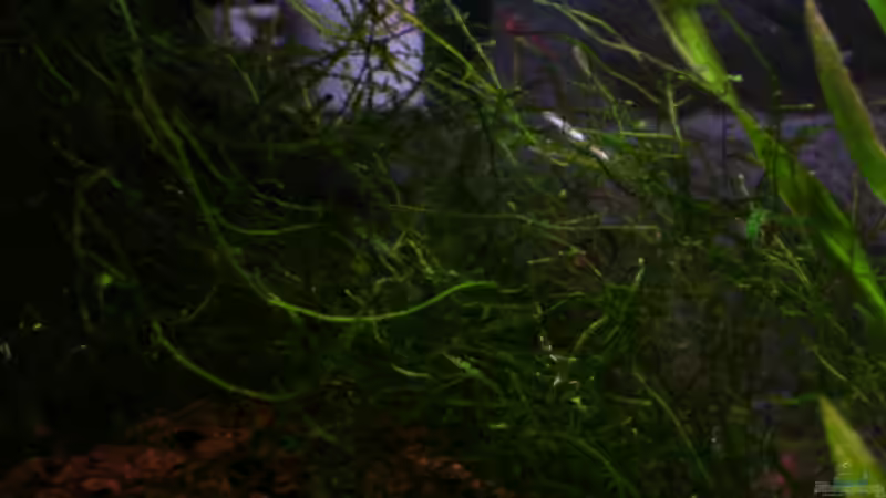 Pflanzen im Aquarium Becken 5971 von Sabrina Schäfer (6)