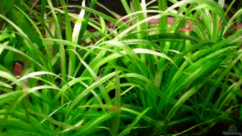 Pflanzen im Aquarium Becken 5971 von Sabrina Schäfer (8)