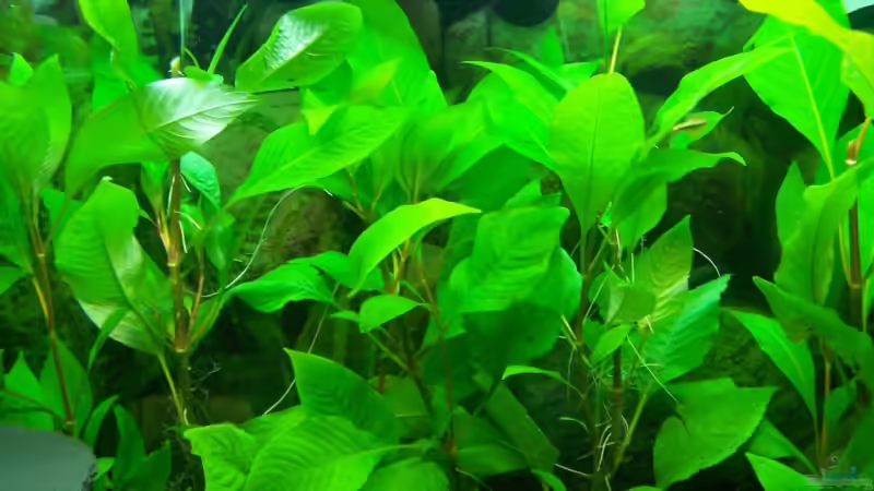 Pflanzen im Aquarium Becken 5979 von KoRnViper (10)