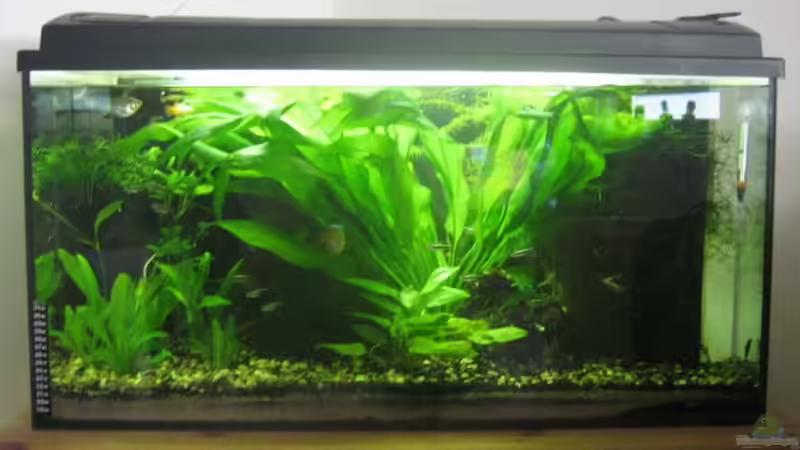 Pflanzen im Aquarium Becken 5980 von TNTLogge (7)