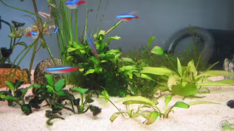 Pflanzen im Aquarium Becken 606 von Timmy Pätzel (4)