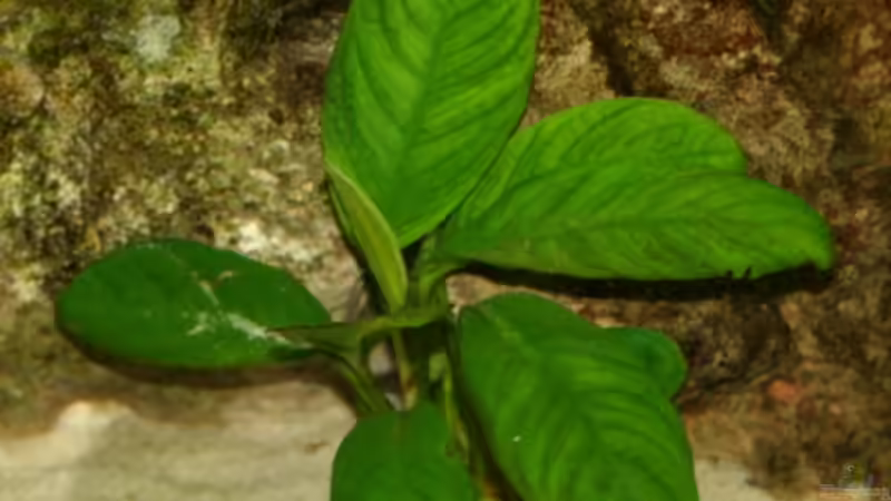 Pflanzen im Aquarium Becken 606 von Timmy Pätzel (5)