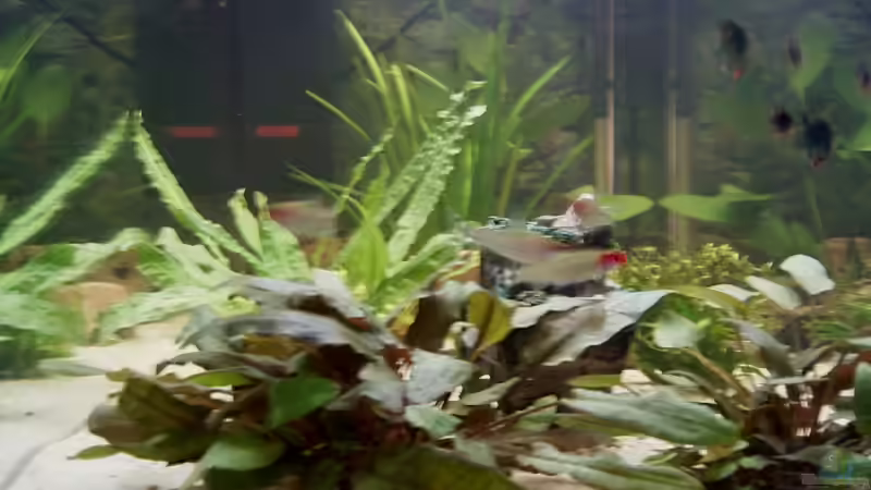 Pflanzen im Aquarium Becken 6060 von Sven Schmitz (2)