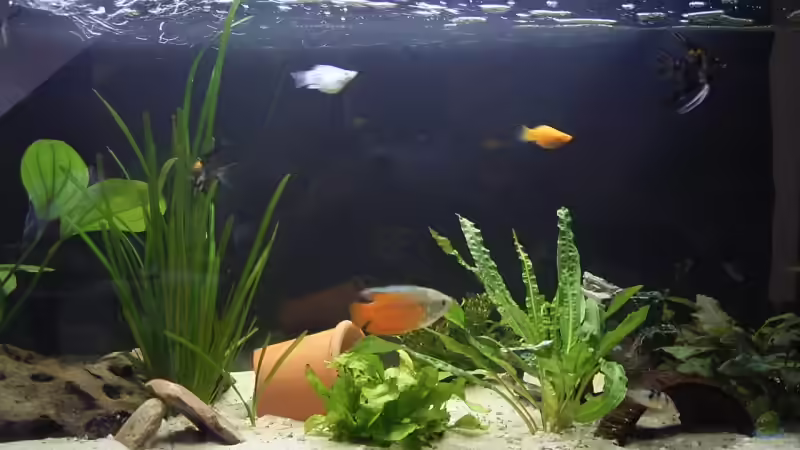 Pflanzen im Aquarium Becken 6060 von Sven Schmitz (3)